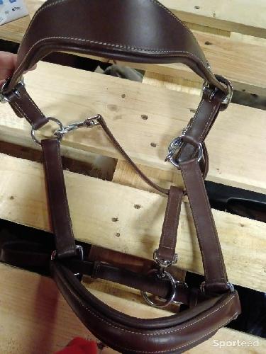 Equitation - Licol - photo 5