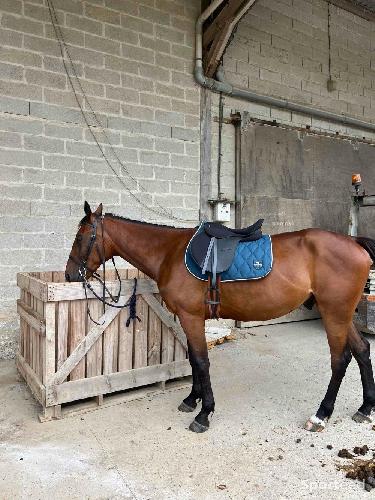 Equitation - Tapie  - photo 4