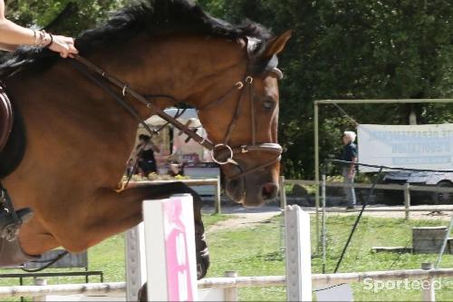 Equitation - Filet havane taille cheval - photo 5