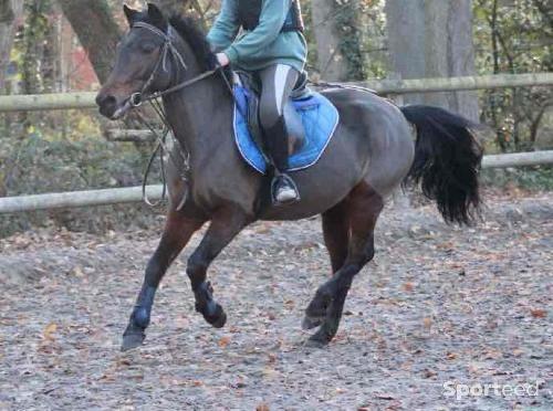 Equitation - Lot d’un amortisseur/ tapis bleu taille cheval - photo 6