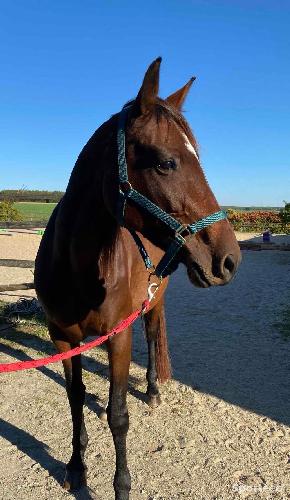Equitation - Licol nylon Norton - photo 4