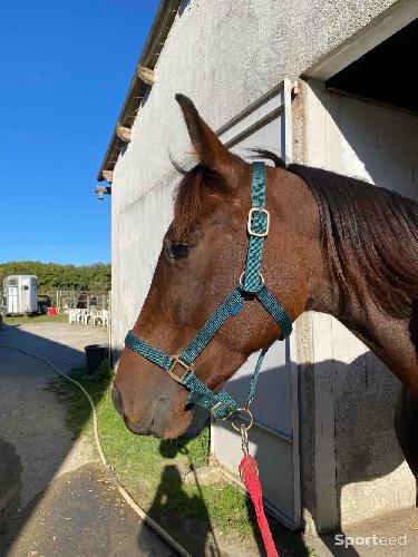Equitation - Licol nylon Norton - photo 4