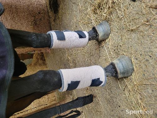 Equitation - Guetre  - photo 4