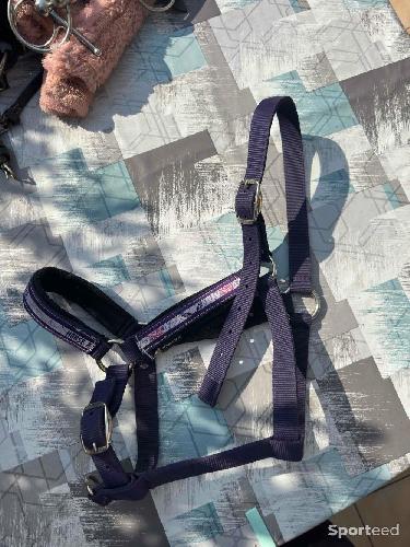 Equitation - Licol  - photo 3