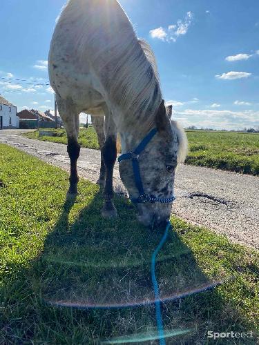 Equitation - Licol bleu Krämer - photo 5