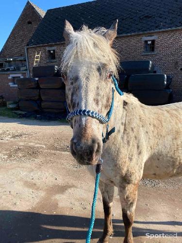 Equitation - Licol bleu Krämer - photo 5