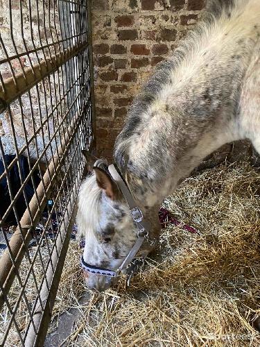 Equitation - Licol gris kalvakade  - photo 4