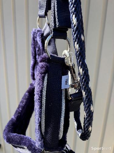 Equitation - Licol  - photo 4