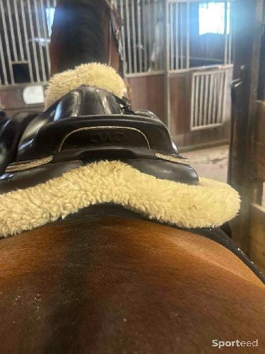 Equitation - Selle cwd - photo 6