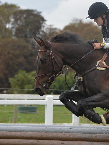 Equitation - Bridon cuir rond.  - photo 4