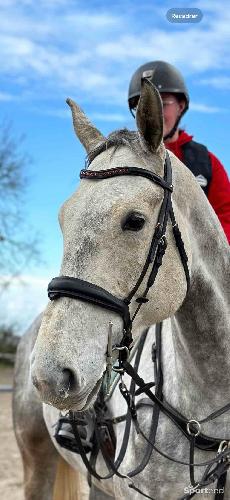 Equitation - Filet schockemohle - photo 3