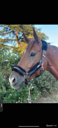 Licol Equestrian Stockholm