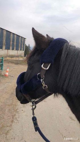 Equitation - Licol moumoute  - photo 3