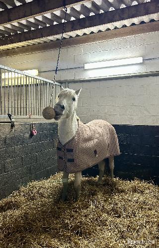 Equitation - Kentucky couverture séchante 4D  - photo 4