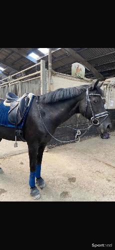 Equitation - Tapis Kentucky bleu  - photo 3