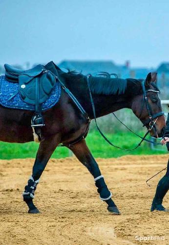 Equitation - Collier de chasse - photo 3