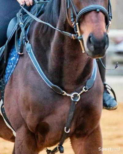 Equitation - Collier de chasse - photo 3