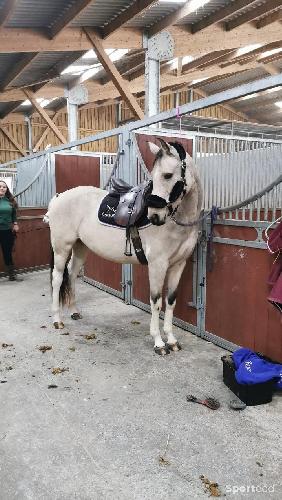 Equitation - Selles bates - photo 3