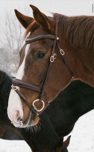 Equitation - Bridon neuf havane taille cheval - photo 6