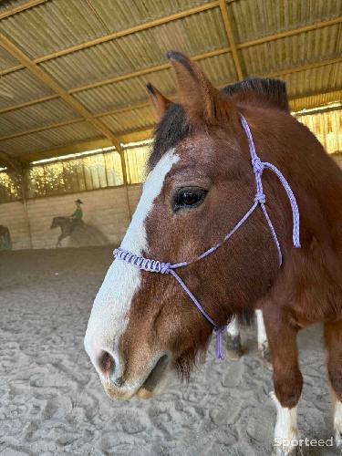 Equitation - Licol en corde  - photo 4