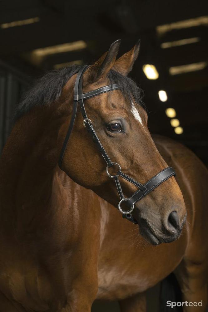 Equitation - Side-Pull « Confort » noir cheval - photo 1