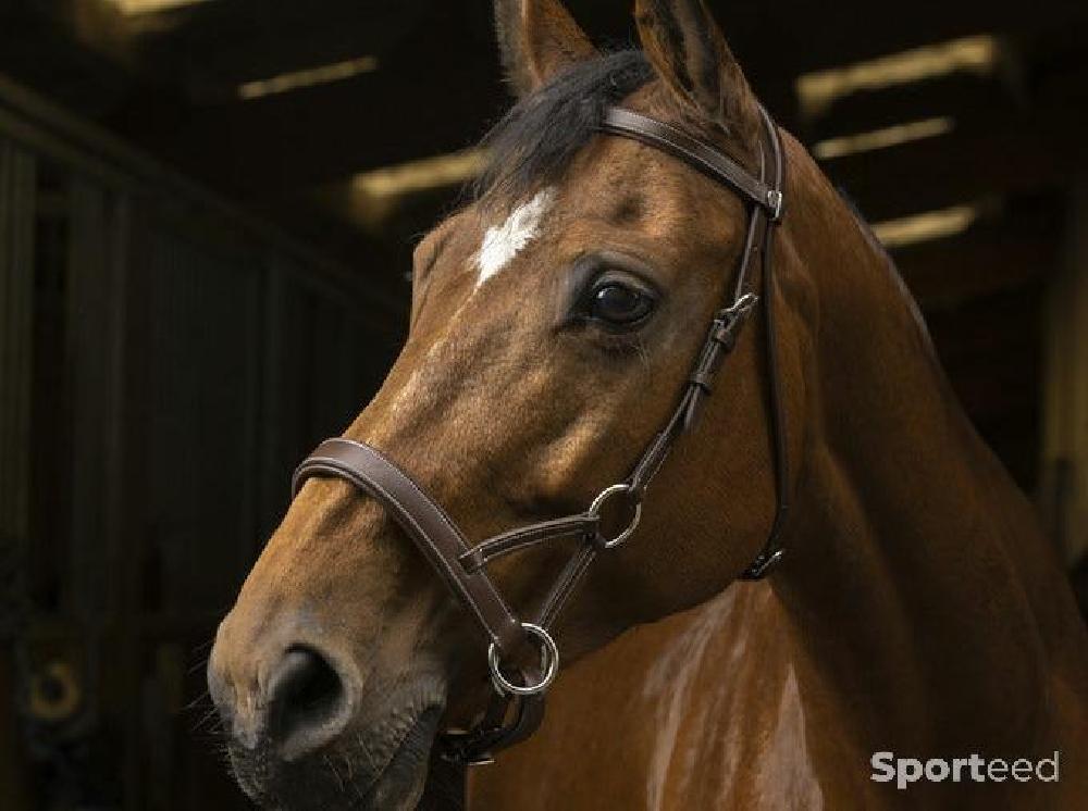 Equitation - Side-Pull « Confort » havane cheval - photo 1