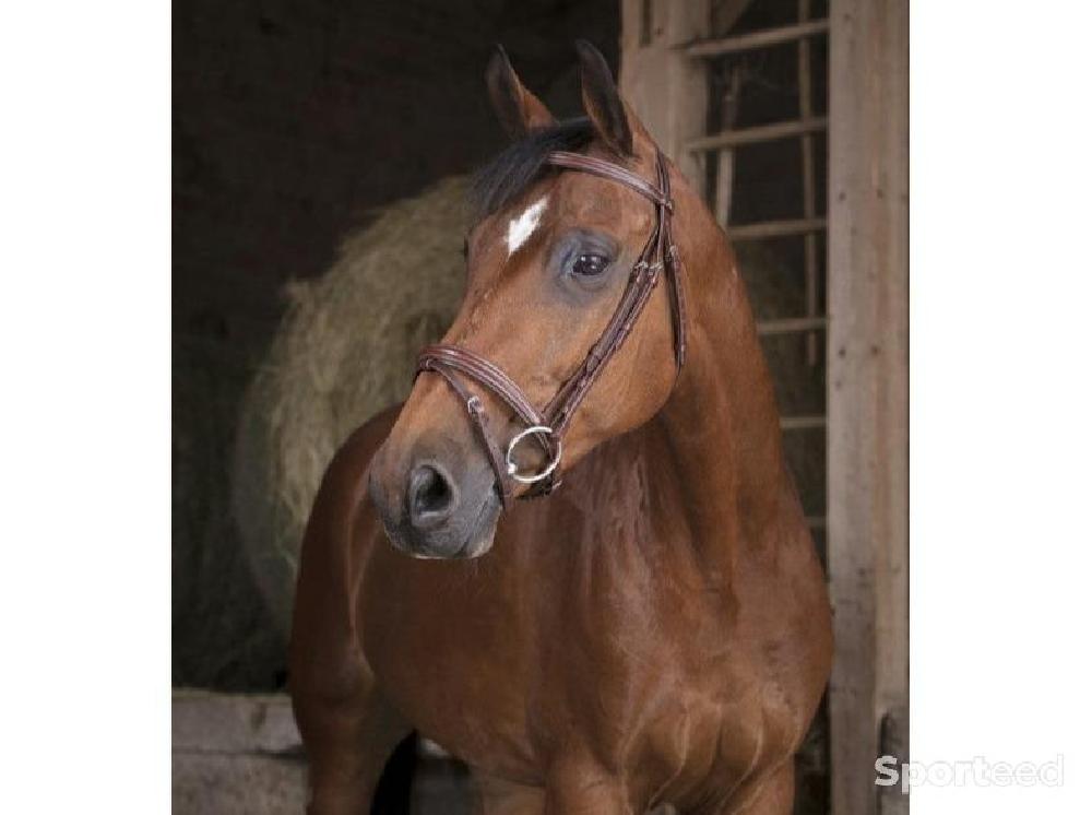 Equitation - Bridon « Fin » Poney - photo 1