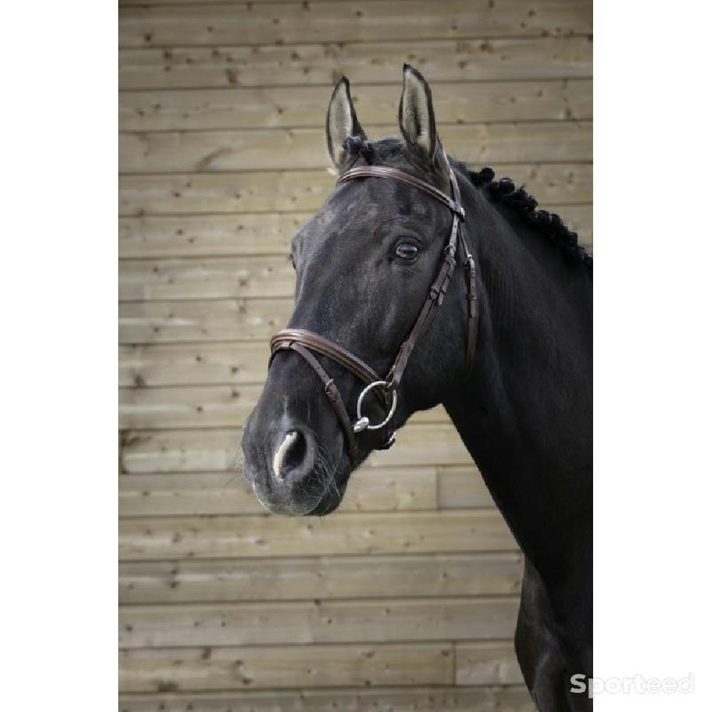 Equitation - Bridon « Fin » Cob/Pur-sang - photo 1