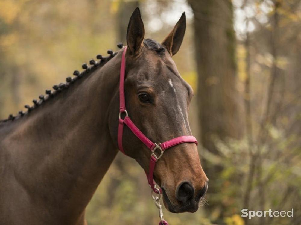 Equitation - Licol « LC » framboise cheval - photo 1