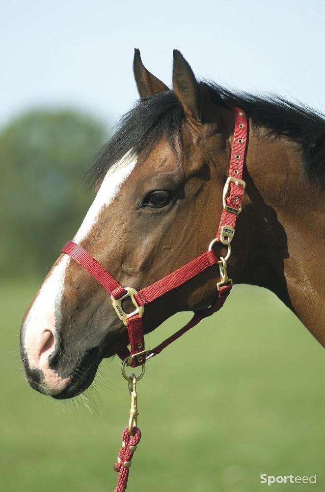 Equitation - Licol « Nylon » Cob/Pur-sang rouge - photo 1