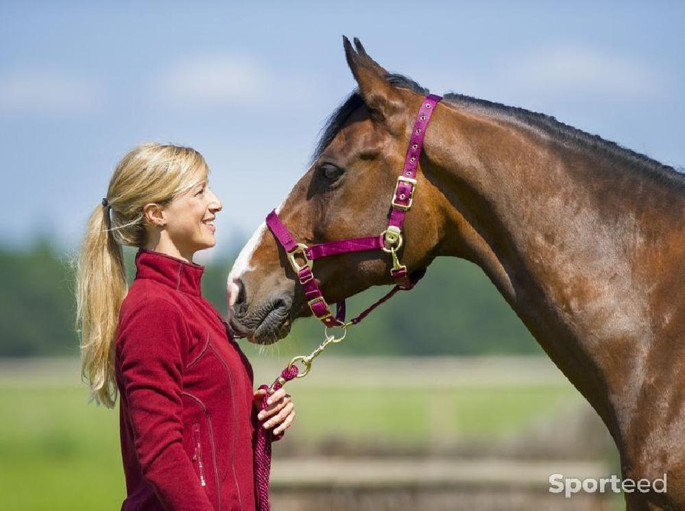Equitation - Licol « Nylon » Cheval bordeaux - photo 1