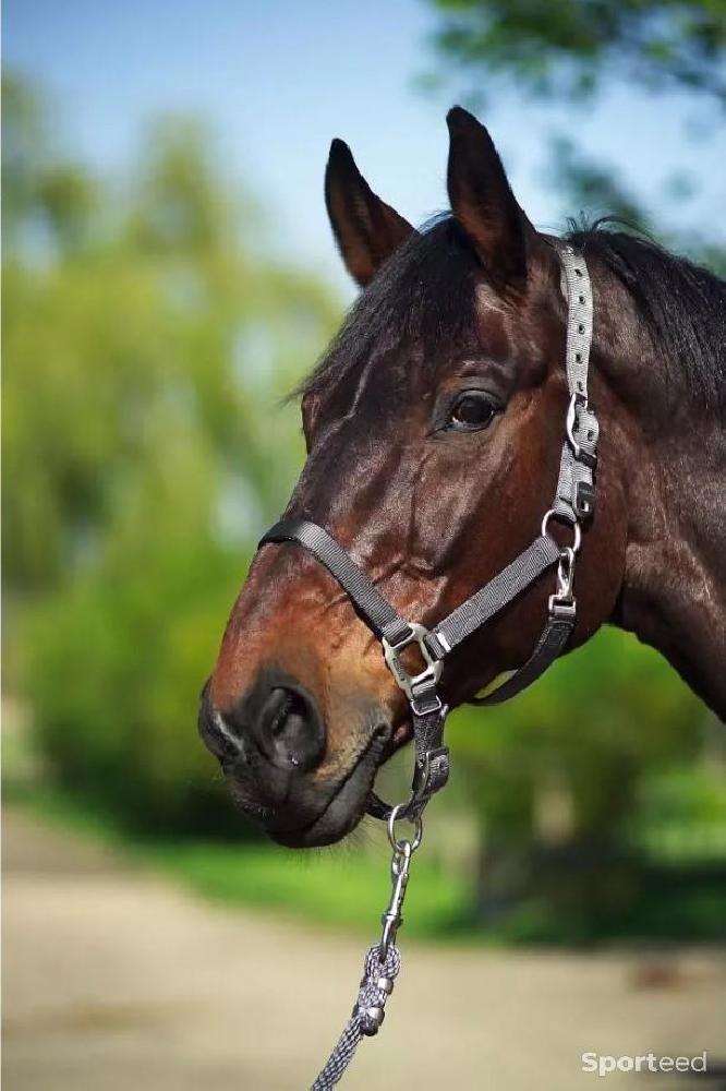 Equitation - Licol « Nylon » Cob/Pur-sang noir - photo 1