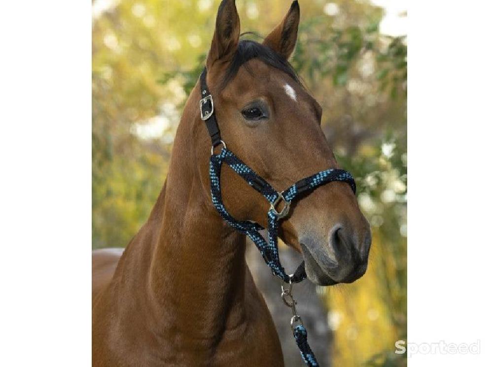 Equitation - Licol + Longe « Tressé » Cob/Pur-sang - photo 1