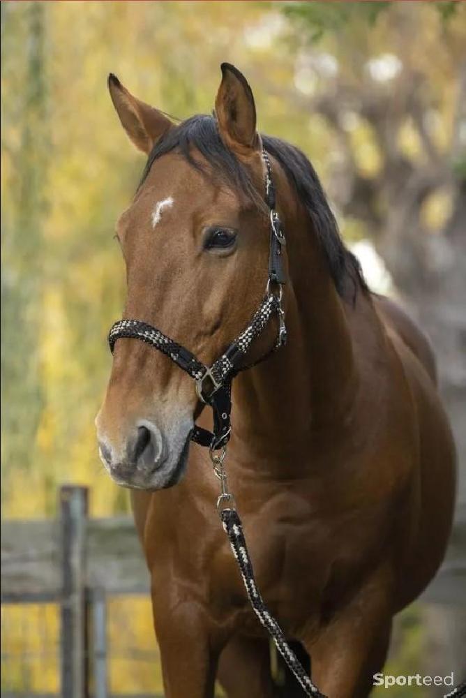 Equitation - Licol + Longe « Tressé » Poney - photo 1