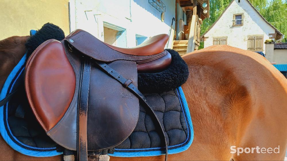 Equitation - Selle Cwd  - photo 1