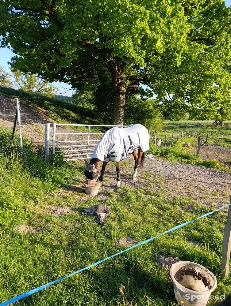 Equitation - Couverture intégrale anti mouches  - photo 1