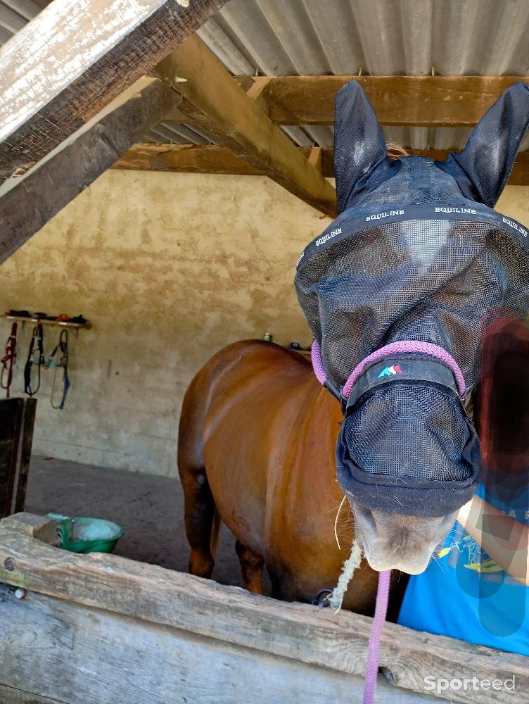 Equitation - maquette anti-mouche  - photo 1