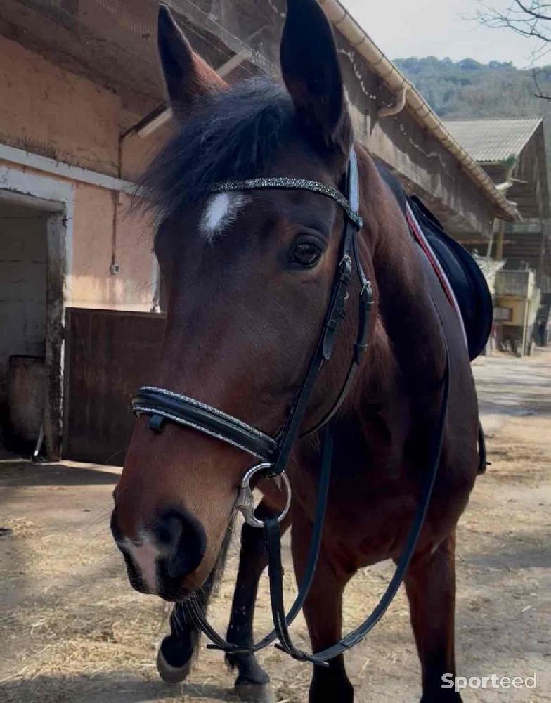 Equitation - Filet Norton  - photo 2
