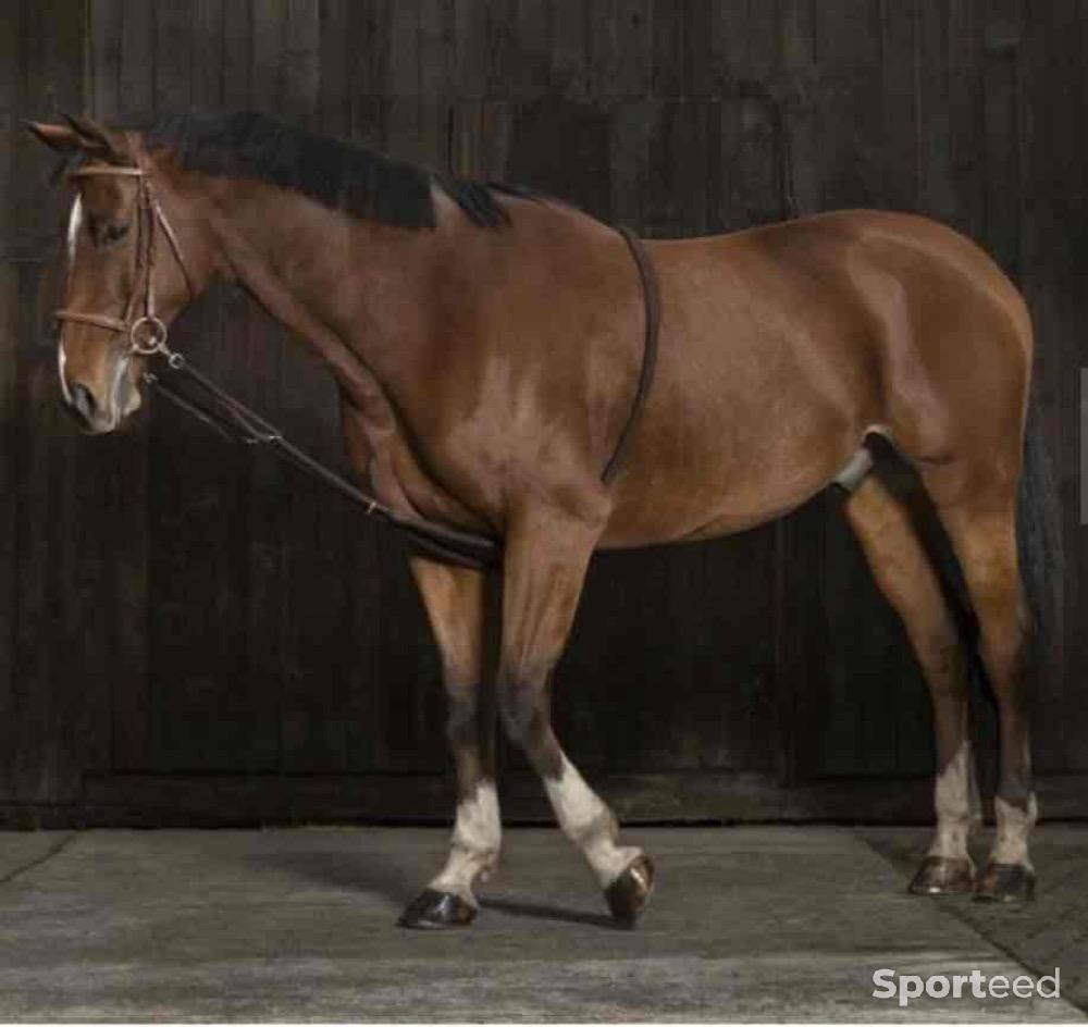 Equitation - Norton Enrênement Peli Extensible Marin/Noir - photo 2