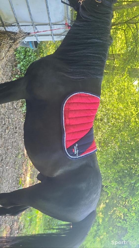 Equitation - Tapis - photo 1