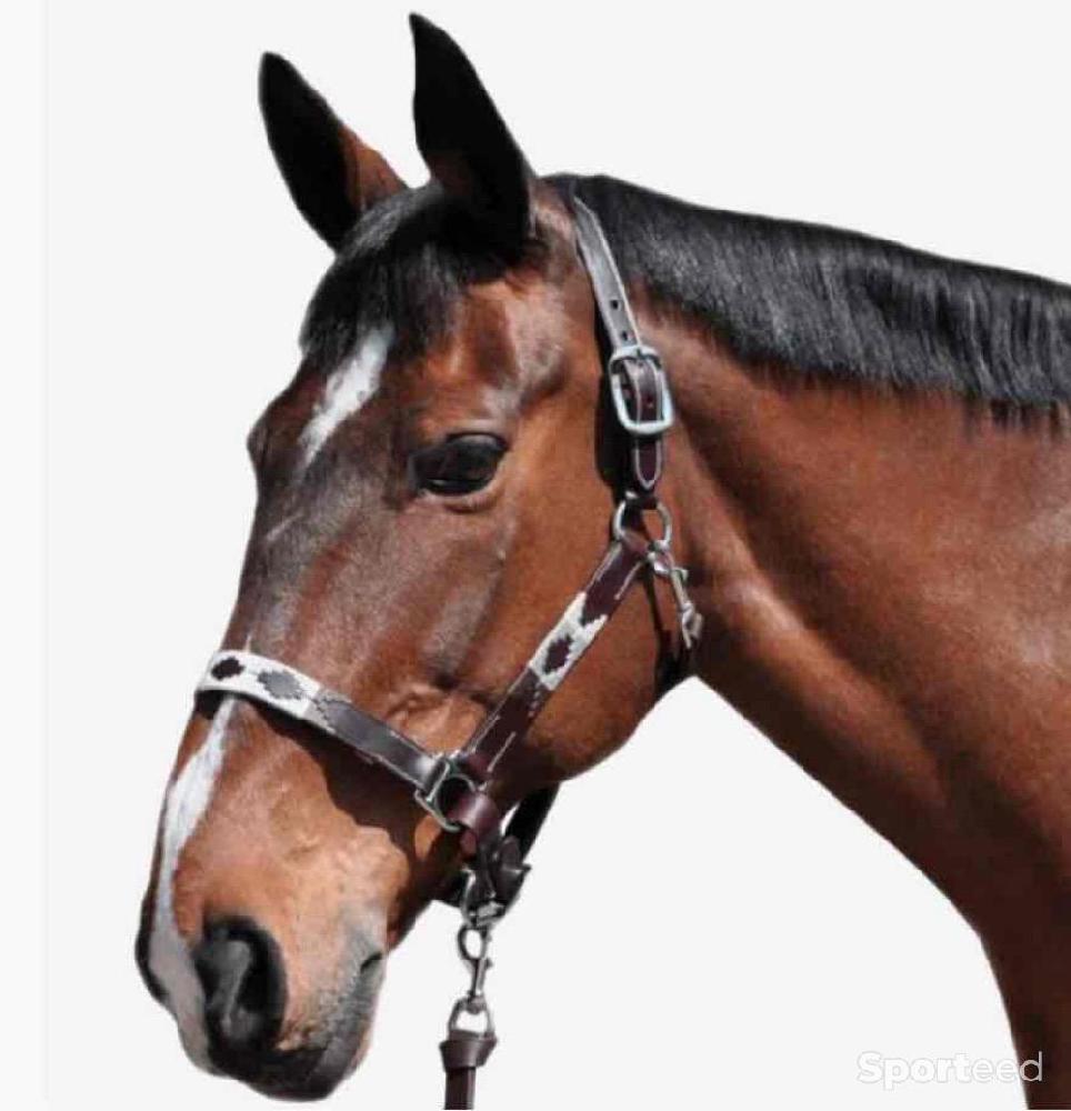 Equitation - Licol Flags and cup - photo 1