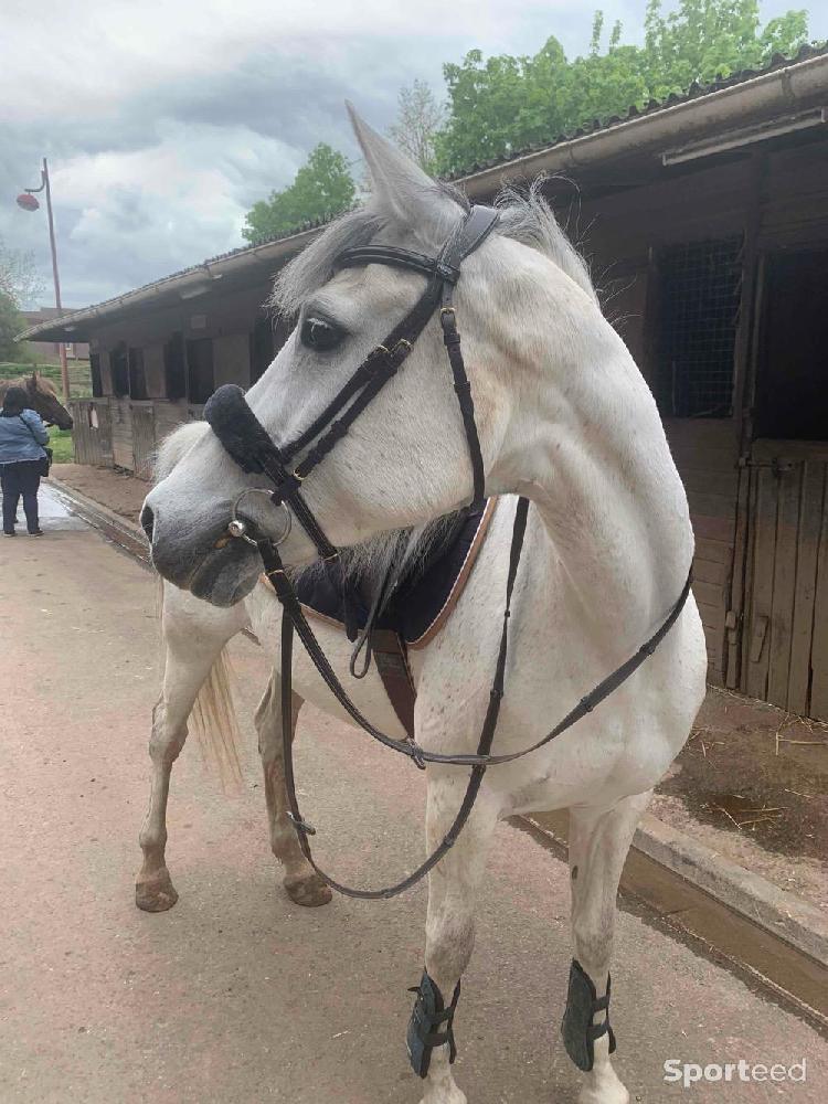 Equitation - Bridon Marengo COB - photo 2