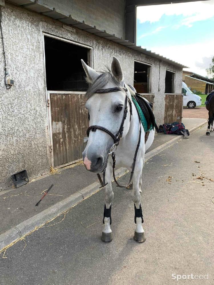 Equitation - Bridon Marengo COB - photo 4