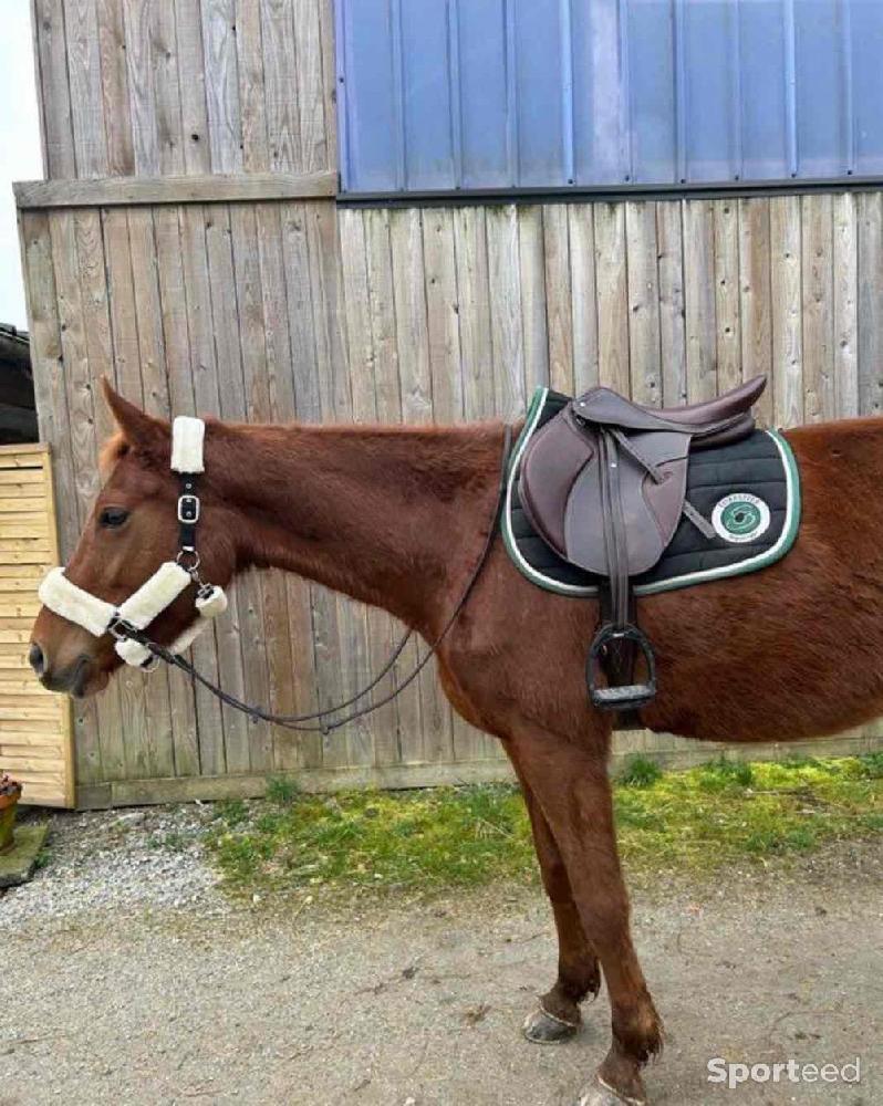 Equitation - Selle mixte  - photo 1