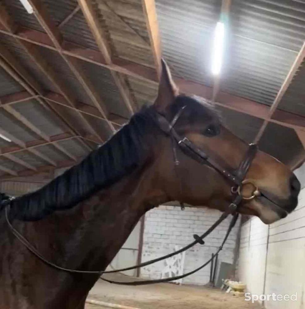 Equitation - Bridon - photo 2