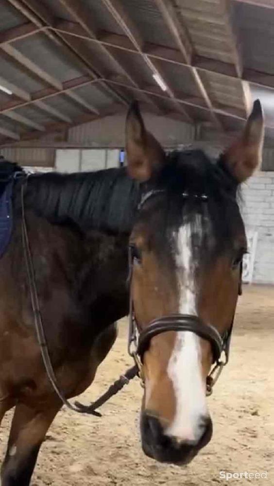 Equitation - Bridon - photo 3