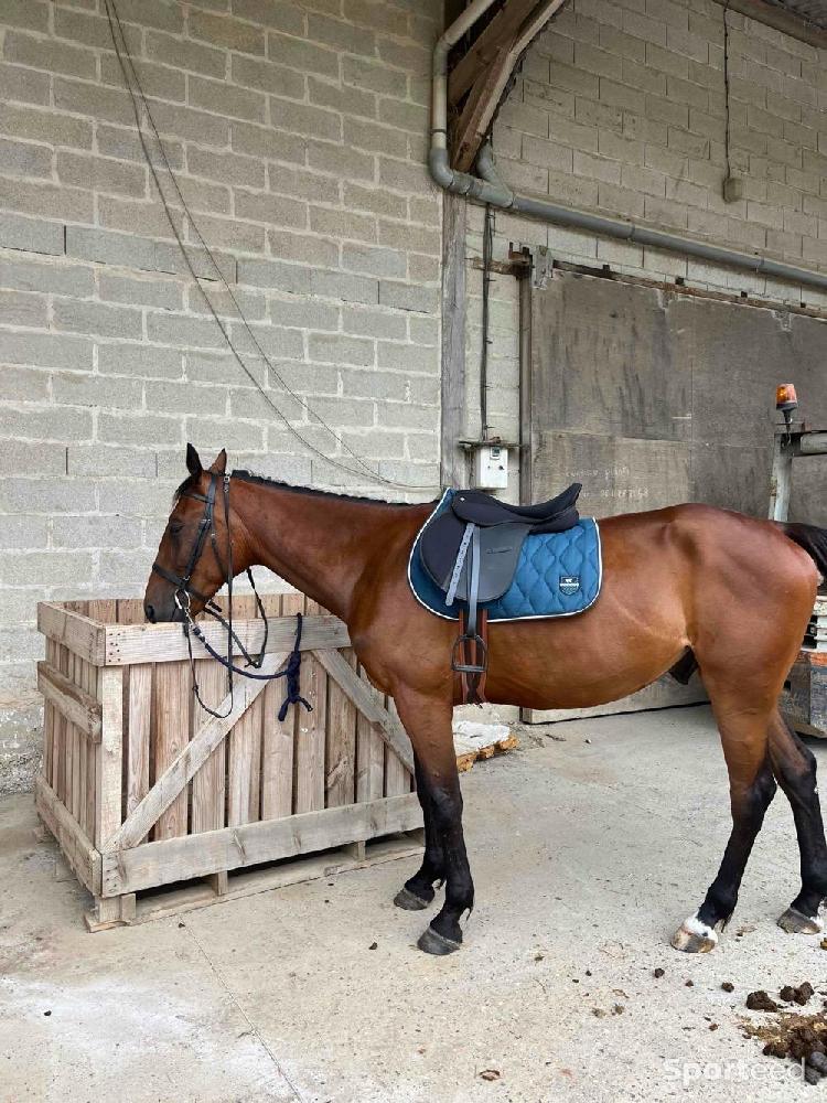 Equitation - Tapie  - photo 1