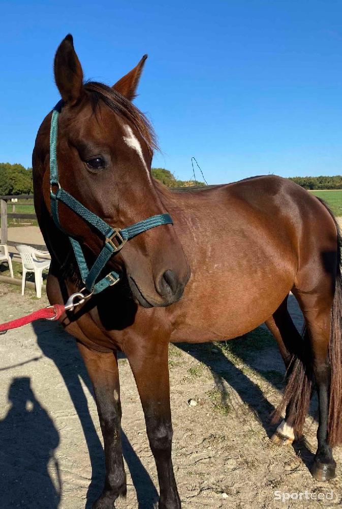 Equitation - Licol nylon Norton - photo 3