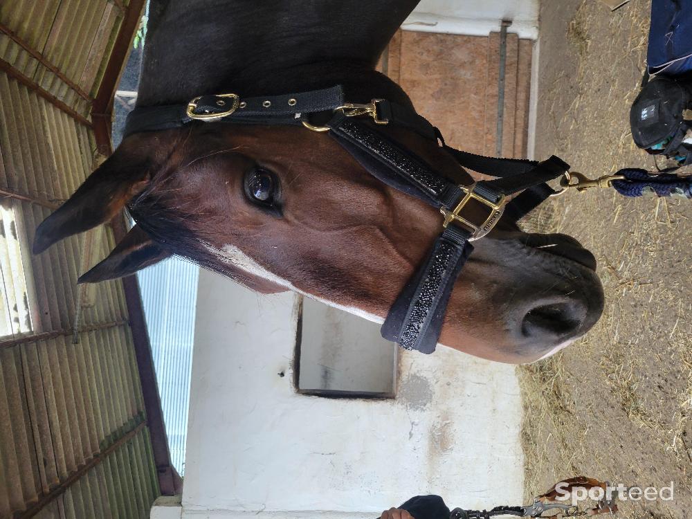 Equitation - Ensemble kentucky - photo 2