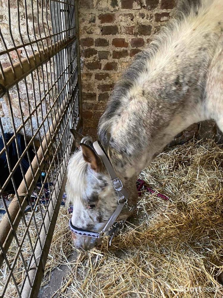 Equitation - Licol gris kalvakade  - photo 3